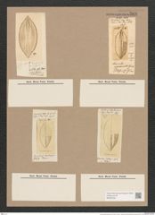 Navicula approximata Grev. (de-Toni-Nr.: Genus 1, Species 342) Zeichnungen Sammlung Grunow Nr. 788 (NHMW-BOT-W0367200)